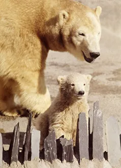Sally the polar bear with her three months old cub Pipaluk on his first public Sally the polar bear with her three months old cub Pipaluk on his first public