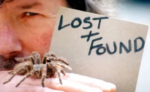 Images Dated 1st June 1995: A salmon pink birdeating tarantula in June 1995