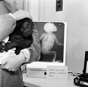 Salome, Baby Gorilla, tips the scales at 8lbs 12ozs, during routine checkup at London Zoo Salome, Baby Gorilla, tips the scales at 8lbs 12ozs, during routine checkup at London Zoo