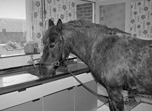 Sam the pet pony having a drink of water in the kitchen sink of his owners house in