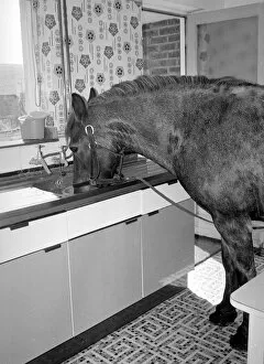 Images Dated 29th May 1977: Sam the pet pony having a drink of water in the litchen sink of his owners house in