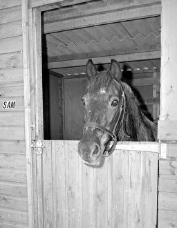 Sam the pet pony in his luxury stable at the end of the garden in Woodingdean