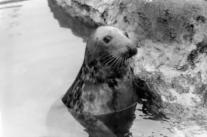 Sammy the seal at London Zoo. February 1975 75-00951-002 Sammy the seal at London Zoo. February 1975 75-00951-002