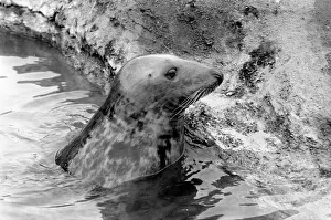 Sammy the seal at London Zoo. February 1975 75-00951 Sammy the seal at London Zoo. February 1975 75-00951