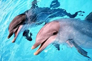 Samson the Bottlenose Dolphin meets his new mate a┬Ç┬óLadye at Whipsnade Zoo Animals