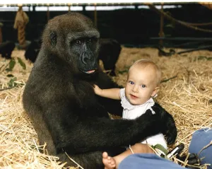 Images Dated 27th August 1990: Sangha the Gorilla holding onto 9 month old Tanya Aspinall August 1990