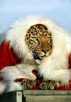 Images Dated 1st December 1981: Santa Claws - Mousey the Leopard at Southam Tiger Park, Warkwickshire December 1981