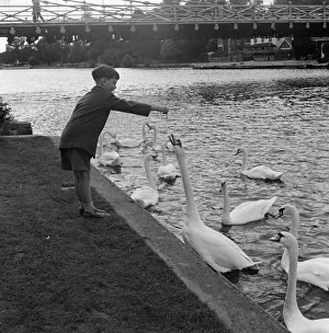 Scenes by the weir, Marlow, Buckinghamshire. 10th September 1954 Scenes by the weir, Marlow, Buckinghamshire. 10th September 1954