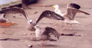 00047 Gallery: Seagulls scavenging at the Fish Quay in North Shields