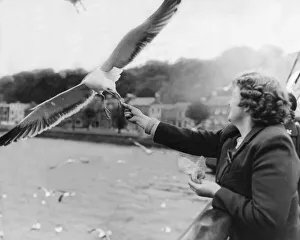 00047 Gallery: These seagulls are not shy when it comes to collecting food