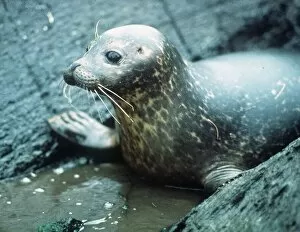 Images Dated 1st May 1991: Seal - May 1991