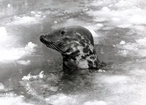 Seal swimming in ice due to cold weather at London zoo January 1982 Animal Seal swimming in ice due to cold weather at London zoo January 1982 Animal