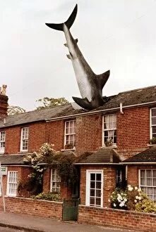The shark sculpture on a surburban Oxford street June 1992