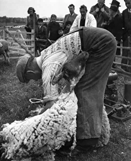 Shearing sheep in Hertfordshire: Tom Bunting, a shepherd of Home Farm, Little Gaddesden Shearing sheep in Hertfordshire: Tom Bunting, a shepherd of Home Farm, Little Gaddesden