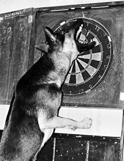 Images Dated 10th May 1978: Sheba the Alsatian - the mixed-up dog who seems to think shes a retriever