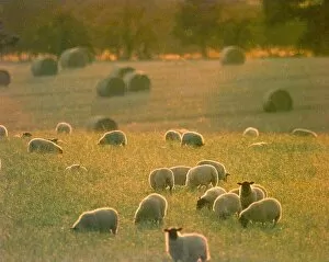Images Dated 11th August 1998: Sheep Graze in the evening sunset on a farm near Earlswood