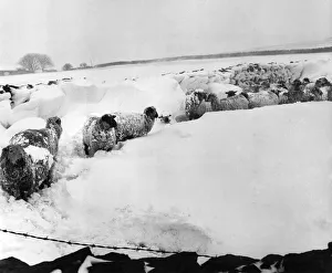 Sheep in the snow near Burnley, Lancashire. March 1979 Sheep in the snow near Burnley, Lancashire. March 1979