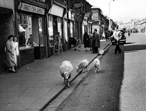 Sheep walking along a shopping street in Treorchy, a village in the county borough of Sheep walking along a shopping street in Treorchy, a village in the county borough of