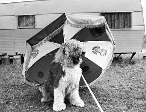 A sheepdog keeping out of the sun on his holidays A sheepdog keeping out of the sun on his holidays