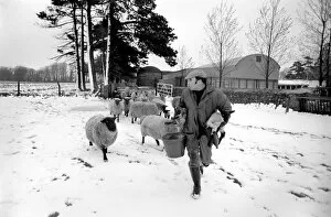 Images Dated 26th April 1981: Shepherd seen here with his flock of Sheep in the winter snow. PM 81-02288-010