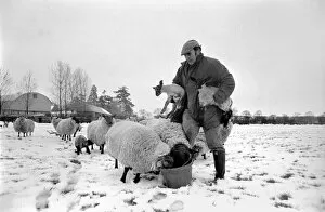 Images Dated 26th April 1981: Shepherd seen here with his flock of Sheep in the winter snow. PM 81-02288-004