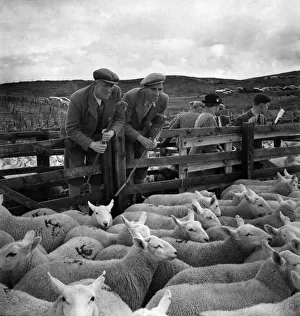 Shepherds rounding up their sheep into the pens at Lairg Shepherds rounding up their sheep into the pens at Lairg