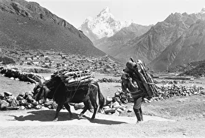 Images Dated 1st April 1977: A Sherpa Farmer seen here with his oxs carrying firewood to market close to