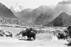 Images Dated 1st April 1977: A Sherpa Farmer seen here with his oxs carrying firewood to market close to