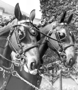 Sherry and Gin, two of Newcastle Breweries dray horses in their May Day finery in 1960 Sherry and Gin, two of Newcastle Breweries dray horses in their May Day finery in 1960