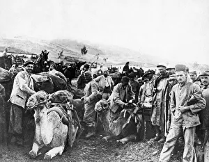The ships of the desert on the Monastir front. The Allies are now using camels with The ships of the desert on the Monastir front. The Allies are now using camels with
