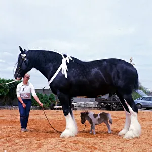 00155 Gallery: Shire horse Goliath meets miniature horse Bluebell June 1985 animal