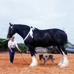 Images Dated 1st June 1985: Shire horse Goliath meets miniature horse Bluebell June 1985