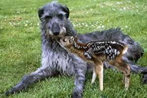 Shona the deerhound with Roro the Roe Deer July 1989