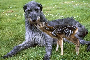 Shona the deerhound with Roro the Roe Deer July 1989 Shona the deerhound with Roro the Roe Deer July 1989