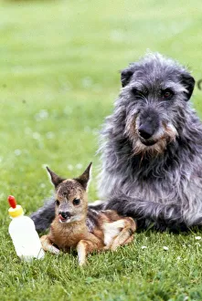 Shona the deerhound with Roro the Roe Deer - July 1989 Animals Dogs Dog Shona the deerhound with Roro the Roe Deer - July 1989 Animals Dogs Dog