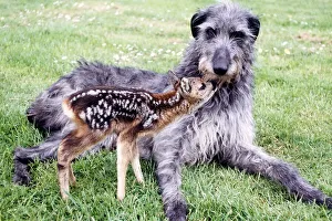 Shona the deerhound with Rory an orphaned roe deer July 1989 Shona the deerhound with Rory an orphaned roe deer July 1989