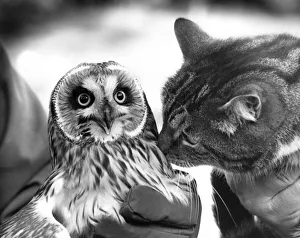 This Shor Eared Owl has made friends with this cat This Shor Eared Owl has made friends with this cat