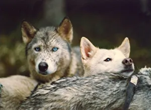 Some Siberian Huskies recovering after a race Some Siberian Huskies recovering after a race