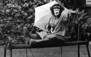 What a silly shower, says Jolly the four year old chimp from Twycross Zoo, near Tamworth What a silly shower, says Jolly the four year old chimp from Twycross Zoo, near Tamworth