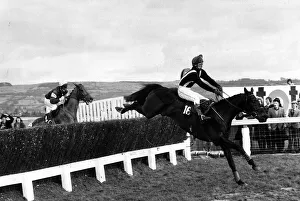 Trainers Gallery: Silver Buck jumps the last on his way to victory in the Cheltenham Gold Cup 27th November