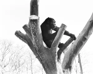 A Silverback Gorilla perched in a tree at Twycross Zoo. 14th January 1982 A Silverback Gorilla perched in a tree at Twycross Zoo. 14th January 1982