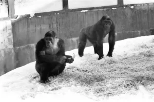 Two Silverback Gorillas in their enclosure at Twycross Zoo. 14th January 1982 Two Silverback Gorillas in their enclosure at Twycross Zoo. 14th January 1982