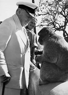 01429 Gallery: Sir Winston Churchill with barbary ape during visit to Gibraltar - October 1958