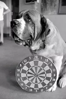 Images Dated 29th May 1977: Sixteen stone St. Bernard dog Sebastian with his ownwe wearing a full size dart board