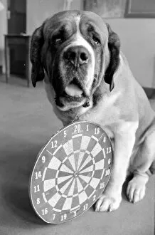 Images Dated 29th May 1977: Sixteen stone St. Bernard dog Sebastian with his ownwe wearing a full size dart board