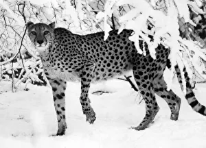 Skinny Cheetah up to her paws in snow. December 1981 P006122 Skinny Cheetah up to her paws in snow. December 1981 P006122