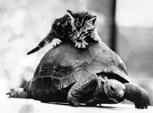 Slow progress but a moving moment. Kitten hitches a slow ride