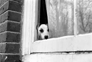 Images Dated 8th January 1975: Small dog by window. January 1975 75-00144-001