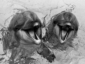 Images Dated 6th April 1976: Smarty and Cookie the dolphins in smiling mood at the Windsor Safari Park