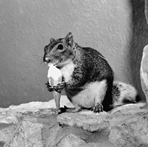 Smokey the squirrel has changed his diet to ice cream cornetto keep cool in the summer Smokey the squirrel has changed his diet to ice cream cornetto keep cool in the summer